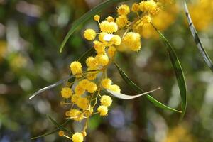 mimosa floraciones en el lado de el la carretera en un ciudad parque. foto