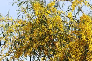 Mimosa blooms on the side of the road in a city park. photo