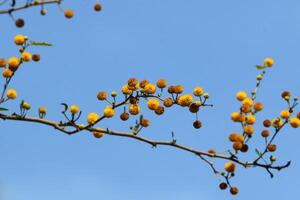 Mimosa blooms on the side of the road in a city park. photo