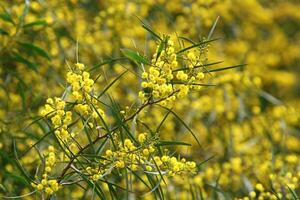 mimosa floraciones en el lado de el la carretera en un ciudad parque. foto