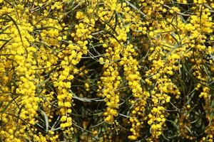 mimosa floraciones en el lado de el la carretera en un ciudad parque. foto