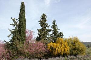 Mimosa blooms on the side of the road in a city park. photo