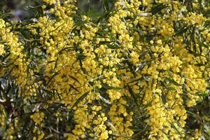 mimosa floraciones en el lado de el la carretera en un ciudad parque. foto