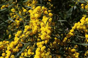 mimosa floraciones en el lado de el la carretera en un ciudad parque. foto