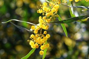 mimosa floraciones en el lado de el la carretera en un ciudad parque. foto