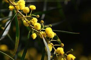 mimosa floraciones en el lado de el la carretera en un ciudad parque. foto