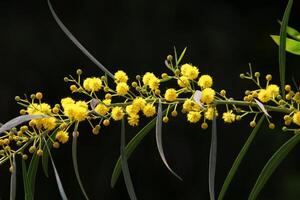 Mimosa blooms on the side of the road in a city park. photo