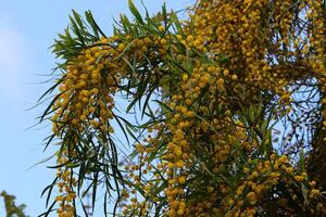 mimosa floraciones en el lado de el la carretera en un ciudad parque. foto