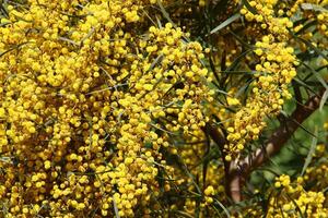 mimosa floraciones en el lado de el la carretera en un ciudad parque. foto