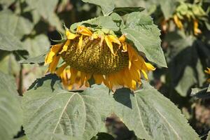 Sunflowers grow on a collective farm field in northern Israel. photo