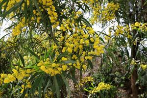 mimosa floraciones en el lado de el la carretera en un ciudad parque. foto