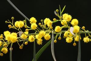 Mimosa blooms on the side of the road in a city park. photo