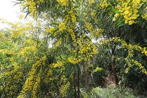 mimosa floraciones en el lado de el la carretera en un ciudad parque. foto