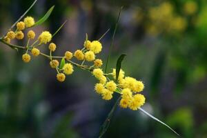 mimosa floraciones en el lado de el la carretera en un ciudad parque. foto