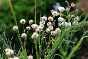 Dandelion growing in a forest clearing in northern Israel. photo