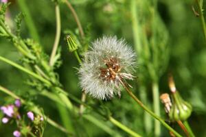 Dandelion growing in a forest clearing in northern Israel. photo