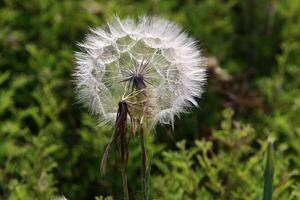 Dandelion growing in a forest clearing in northern Israel. photo