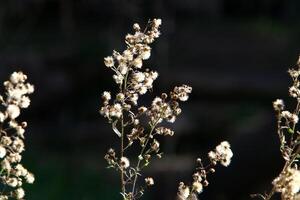 diente de león creciente en un bosque claro en del Norte Israel. foto