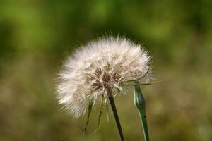 Dandelion growing in a forest clearing in northern Israel. photo