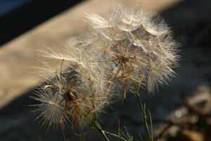 Dandelion growing in a forest clearing in northern Israel. photo