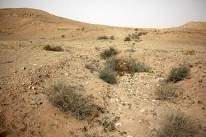 The Negev is a desert in the Middle East, located in Israel and occupying about 60 of its territory. photo