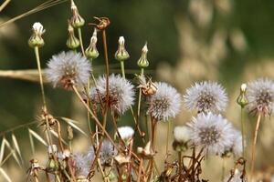 Dandelion growing in a forest clearing in northern Israel. photo