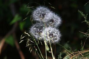 diente de león creciente en un bosque claro en del Norte Israel. foto