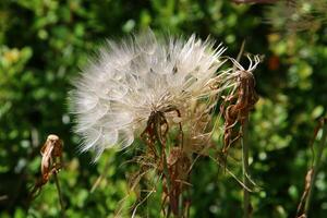 Dandelion growing in a forest clearing in northern Israel. photo