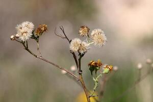 Dandelion growing in a forest clearing in northern Israel. photo