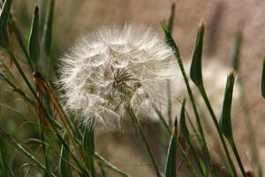 diente de león creciente en un bosque claro en del Norte Israel. foto