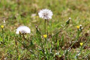 Dandelion growing in a forest clearing in northern Israel. photo