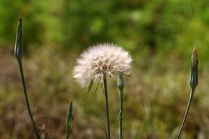 Dandelion growing in a forest clearing in northern Israel. photo