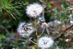 Dandelion growing in a forest clearing in northern Israel. photo