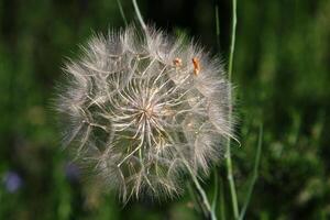 Dandelion growing in a forest clearing in northern Israel. photo