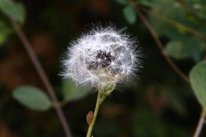 Dandelion growing in a forest clearing in northern Israel. photo