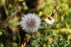 Dandelion growing in a forest clearing in northern Israel. photo