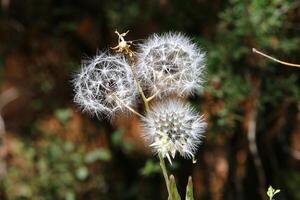 diente de león creciente en un bosque claro en del Norte Israel. foto