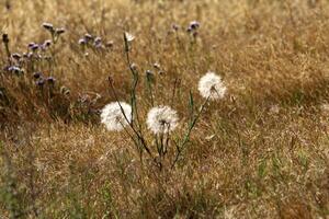 diente de león creciente en un bosque claro en del Norte Israel. foto