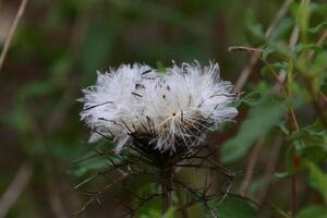 Dandelion growing in a forest clearing in northern Israel. photo