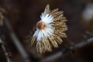 diente de león creciente en un bosque claro en del Norte Israel. foto