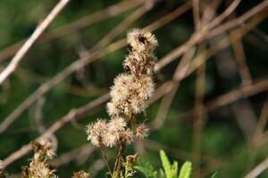 Dandelion growing in a forest clearing in northern Israel. photo