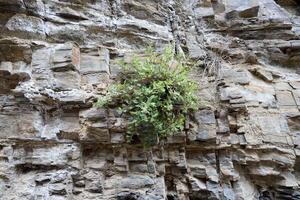 Green plants and flowers grow on the stones. photo