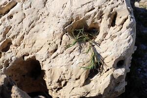 verde plantas y flores crecer en el piedras foto