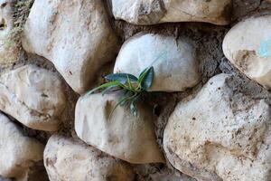 Green plants and flowers grow on the stones. photo