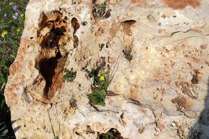 Green plants and flowers grow on the stones. photo