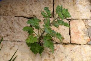 Green plants and flowers grow on the stones. photo