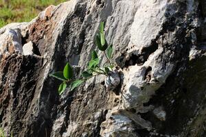 Green plants and flowers grow on the stones. photo