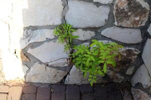 verde plantas y flores crecer en el piedras foto