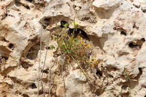 Green plants and flowers grow on the stones. photo