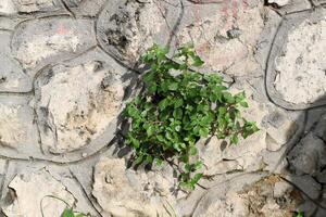 Green plants and flowers grow on the stones. photo